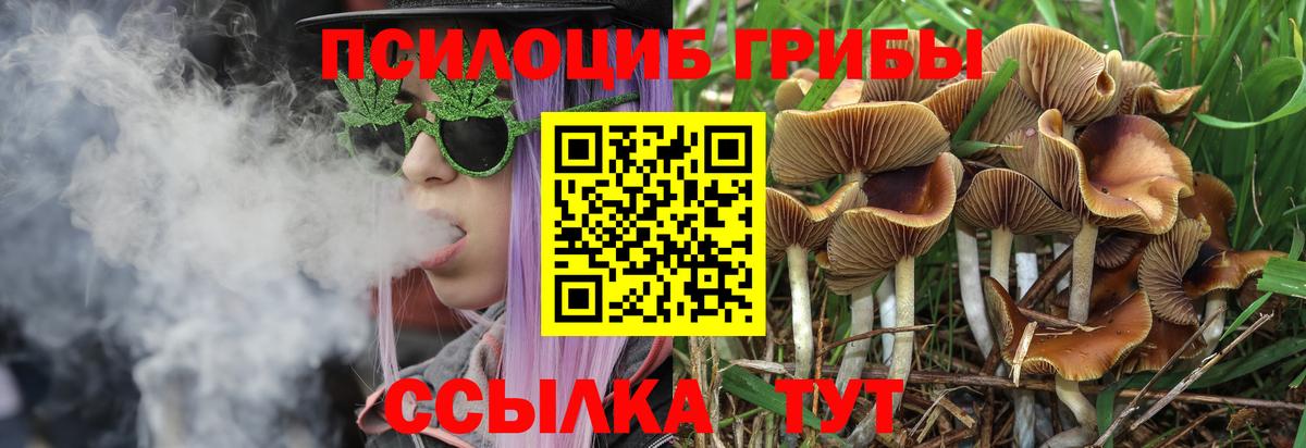 Галлюциногенные грибы Psilocybine cubensis Альметьевск